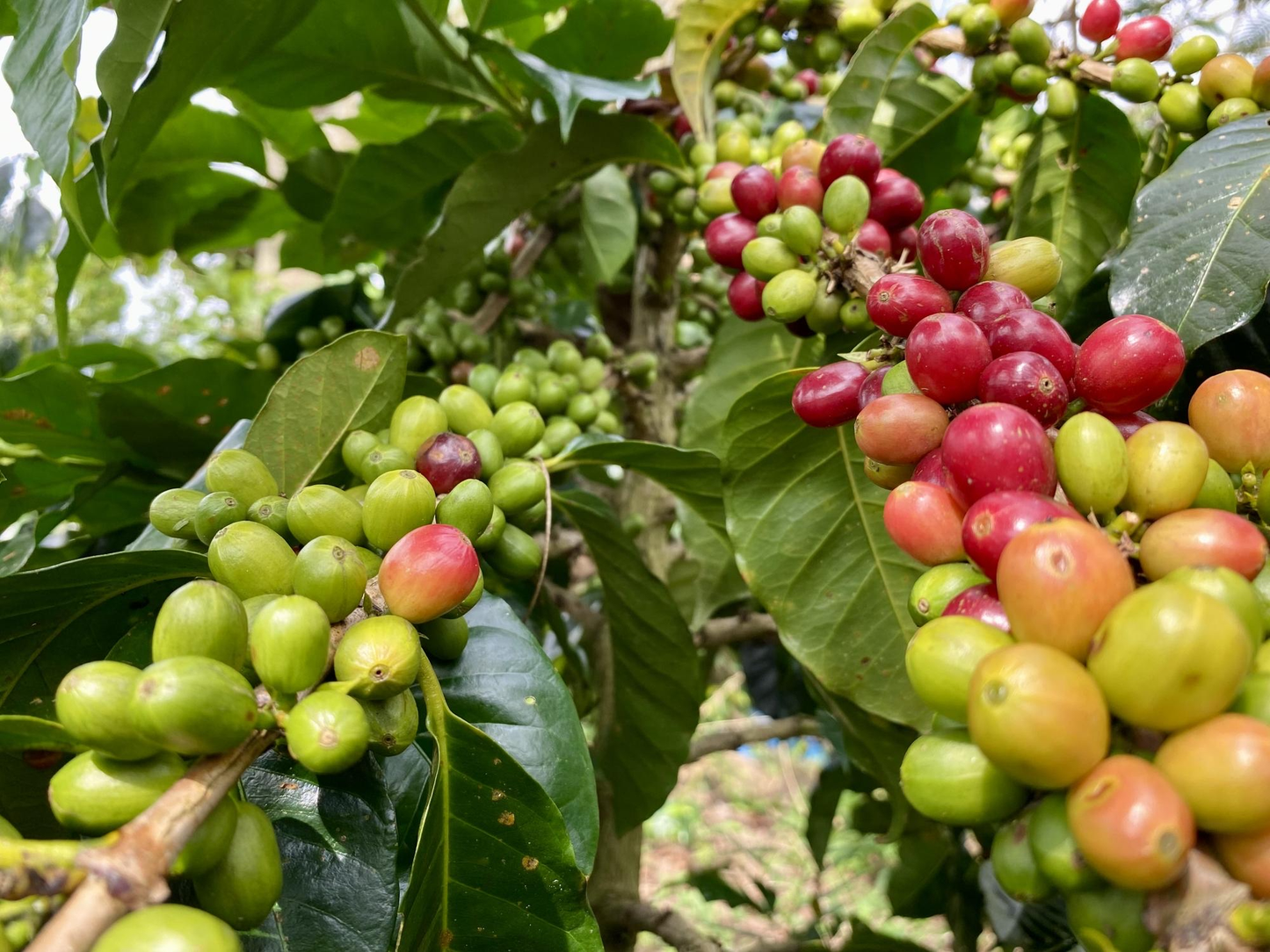 Soundside Coffee Honduran Opalaca whole bean coffee, freshly roasted